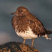 Black Turnstone